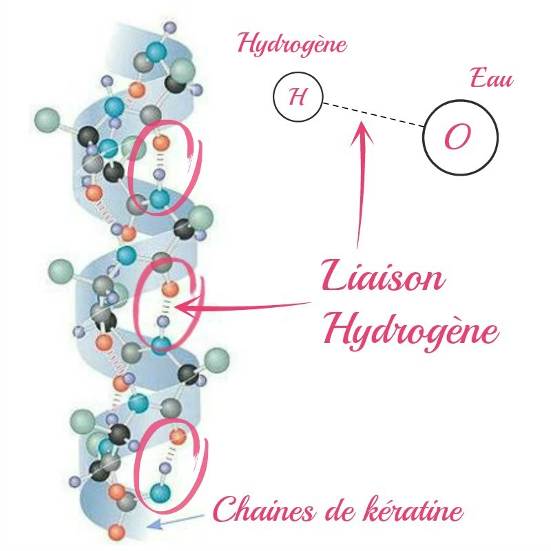 Liaison Hydrogène